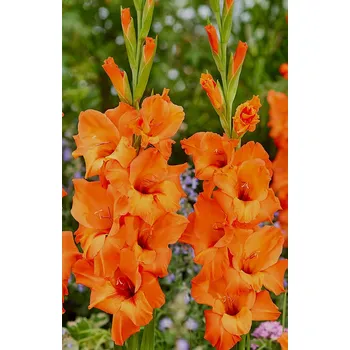 Sazenice Lukon Glads Mečík PRINCE OF ORANGE - gladiolus
