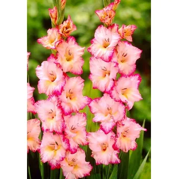 Sazenice Lukon Glads Mečík PRISCILLA - gladiolus