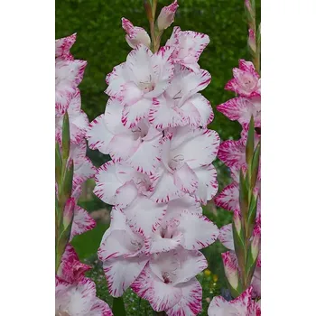 Sazenice Lukon Glads Mečík MY LOVE - gladiolus