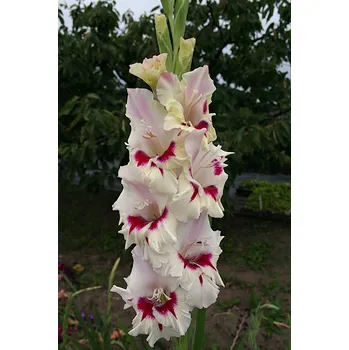 Sazenice Lukon Glads Mečík CERA CORSAGE - gladiolus