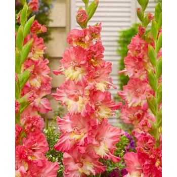 Sazenice Lukon Glads Mečík MANGO MUSE - gladiolus
