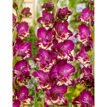 Sazenice Lukon Glads Mečík COLOR CLUB - gladiolus