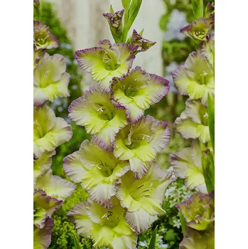 Sazenice Lukon Glads Mečík MOONLIGHT SHADOW - gladiolus