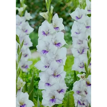 Sazenice Lukon Glads Mečík AVIOL - gladiolus