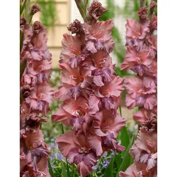 Semeno Lukon Glads Mečík RUSTY CHESTNUT - gladiolus