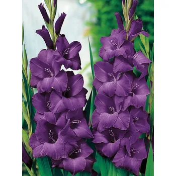 Sazenice Lukon Glads Mečík PURPLE FLORA - gladiolus