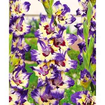 Semeno Lukon Glads Mečík CIRCUS CLUB - gladiolus