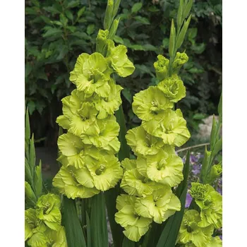 Semeno Lukon Glads Mečík GREEN STAR - gladiolus