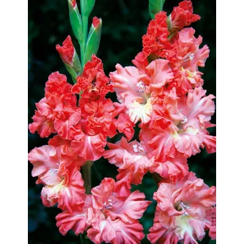 Sazenice Lukon Glads Mečík YOU TWO FRIZZLE - gladiolus