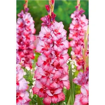 Semeno Lukon Glads Mečík TED'S TRUMP - gladiolus