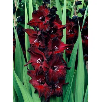 Sazenice Lukon Glads Mečík BLACK STAR - gladiolus