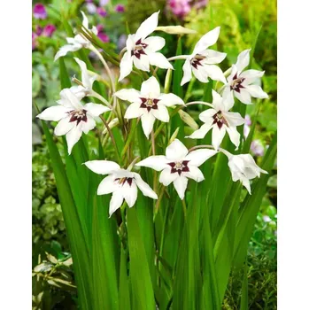 Semeno Lukon Glads Mečík acidanthera murialae - gladiolus, habešský mečík