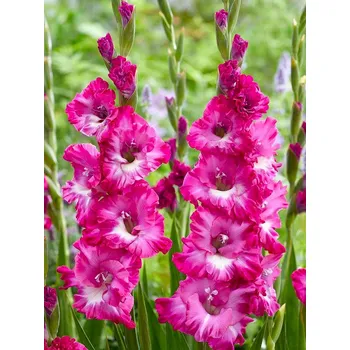 Sazenice Lukon Glads Mečík NABLUSH - gladiolus