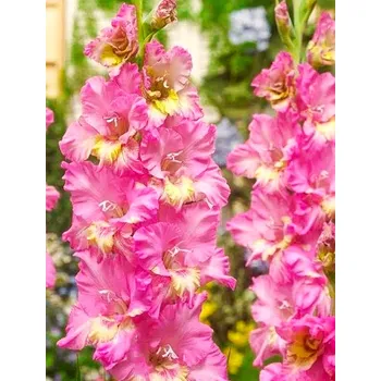 Sazenice Lukon Glads Mečík HAPPY DISCO - gladiolus