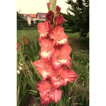 Sazenice Lukon Glads Mečík OCASO - gladiolus