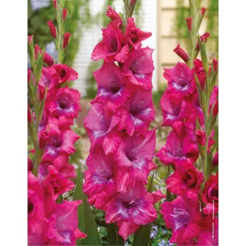 Semeno Lukon Glads Mečík LUMIERRE - gladiolus