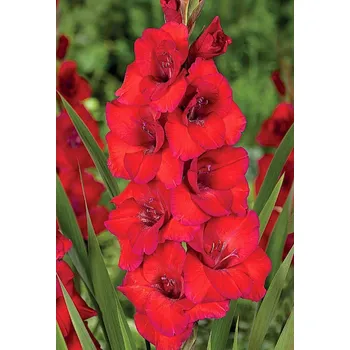 Semeno Lukon Glads Mečík OSCAR - gladiolus