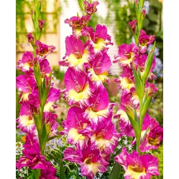 Sazenice Lukon Glads Mečík EXTRAVERT - gladiolus