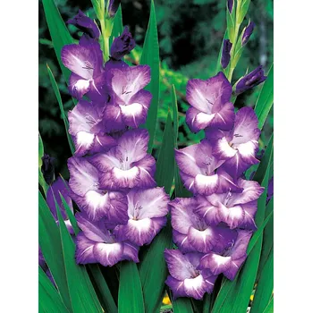 Sazenice Lukon Glads Mečík NORI - gladiolus