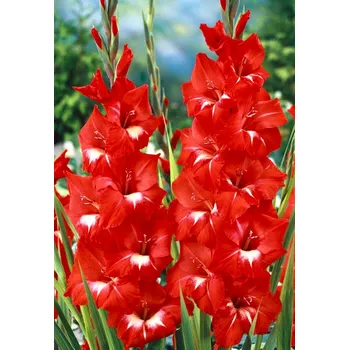 Sazenice Lukon Glads Mečík TRADERHORN - gladiolus