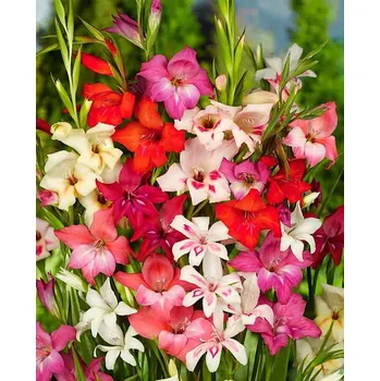 Semeno Lukon Glads Směs botanických mečíků - gladiolus Množství: 3