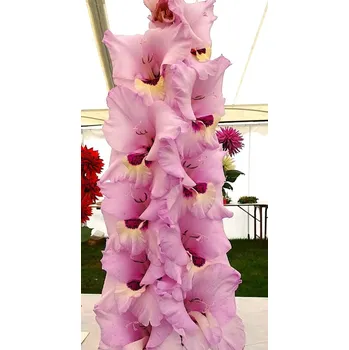 Sazenice Lukon Glads Mečík ZAMORA - gladiolus