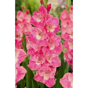Sazenice Lukon Glads Mečík PINK PARROT - gladiolus