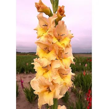 Sazenice Lukon Glads Mečík MON AMOUR - gladiolus