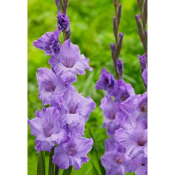 Sazenice Lukon Glads Mečík MILKA - gladiolus