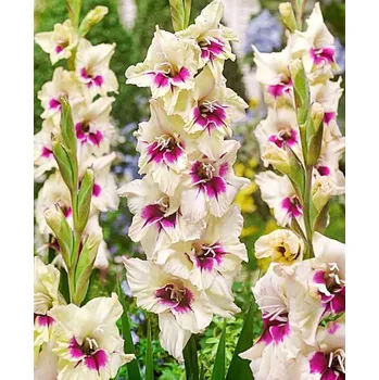 Sazenice Lukon Glads Mečík AMBER MISTIQUE - gladiolus