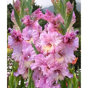 Sazenice Lukon Glads Mečík MAGENTA PRINCESS - gladiolus