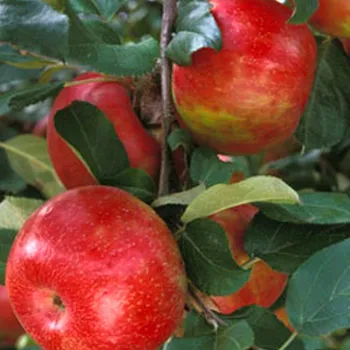 Sazenice JABLOŇ ´JONATHAN´ Podnož M26