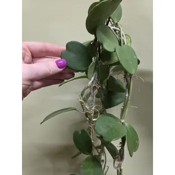 umělá květina Hoya Kerrii 75 cm zelená