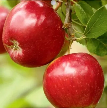 Sazenice JABLOŇ ´PANENSKÉ ZLEP. ČESKÉ´ - Podnož M26