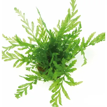 Akvarijní rostlina Bolbitis heudelotii - košík