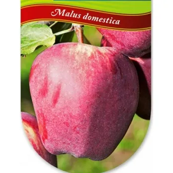 Sazenice JABLOŇ ´CAMSPUR´ - Podnož M26