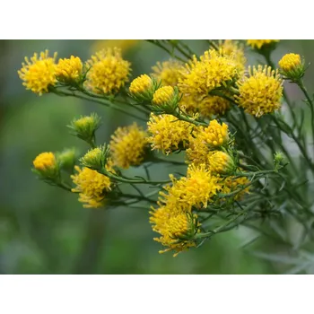 Sazenice Hvězdnice zlatovlásek - Galatella linosyris Balení: kontejner p9