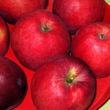 Sazenice JABLOŇ ´HOLOVOUSKÉ MALINOVÉ´- podnož M26