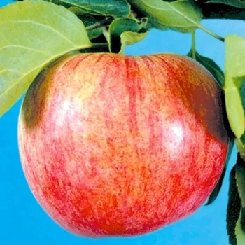 Sazenice JABLOŇ JAKUBKY ČERVENÉ - Podnož M26