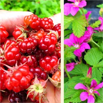 Sazenice MALINÍK ARKTICKÝ ´SOFIA´- BOBULE KNÍŽAT - ZAKRSLÝ kont. 2L