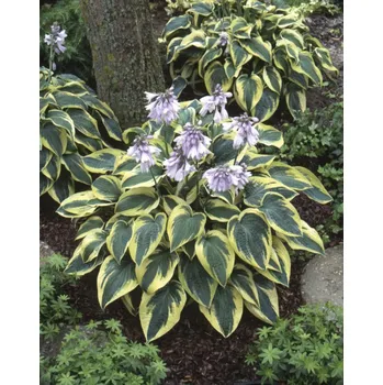 Sazenice Bohyška 'Wide brim' v květináči