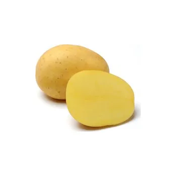 Sazenice Sadba brambor BELANA (balení 5kg)