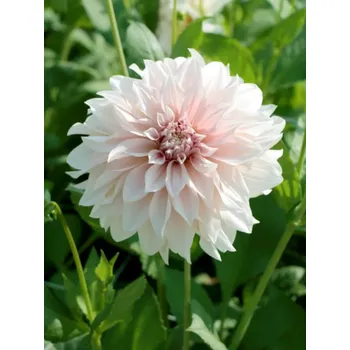 Semeno LATTE - KRÉMOVÁ JIŘINA Množství cibulek v jednom balení: 3 ks