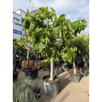 Sazenice FICUS CARICA - Fíkovník 70lt (180 - 200cm) - Fíkovník 70lt