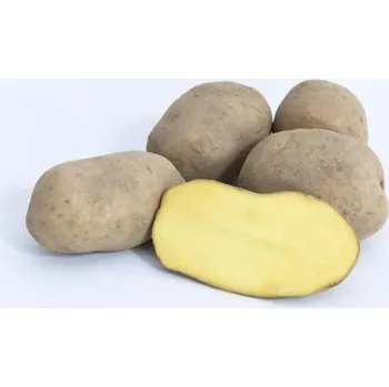 Sazenice Sadba brambor Dominika (pytel 5kg)