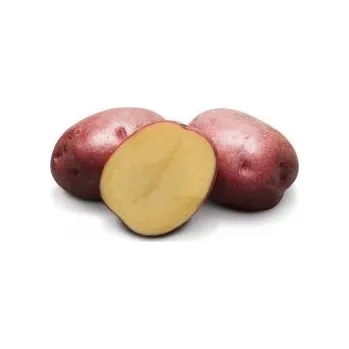 Sazenice Sadba brambor Camel (pytel 5kg)