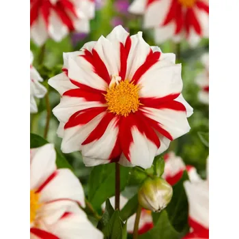 Cibulovina OHEŇ & LED - ČERVENO-BÍLÁ JIŘINA Množství cibulek v jednom balení: 1 ks