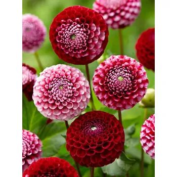 Cibulovina CHICK A DEE US - ČERVENO-RŮŽOVÉ JIŘINY Množství cibulek v jednom balení: 1 ks