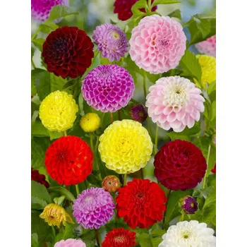 Cibulovina MIX - BAREVNÉ JIŘINY Množství cibulek v jednom balení: 3 ks