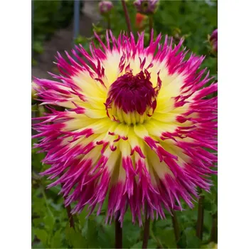 Cibulovina LINDSAY - ŽLUTO-FIALOVÁ JIŘINA Množství cibulek v jednom balení: 1 ks